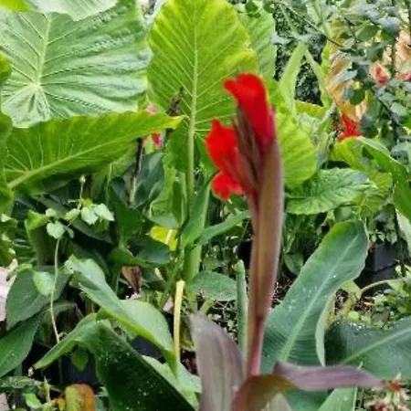 Апартаменты Murko P-1 *