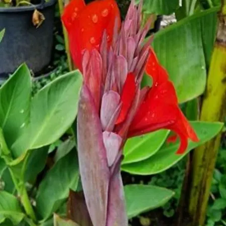 Апартаменты Murko P-1 *