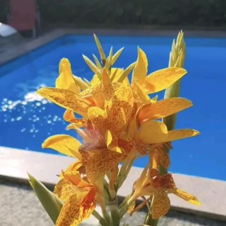 Murko P-1 Апартаменты