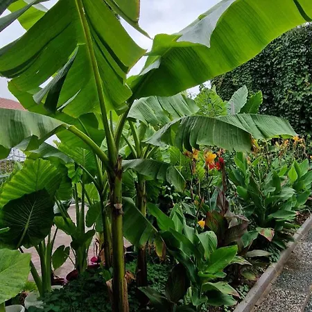 Murko P-1 Апартаменты