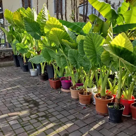 Апартаменты Murko P-1 *