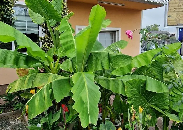 Murko P-1 アパート Brest