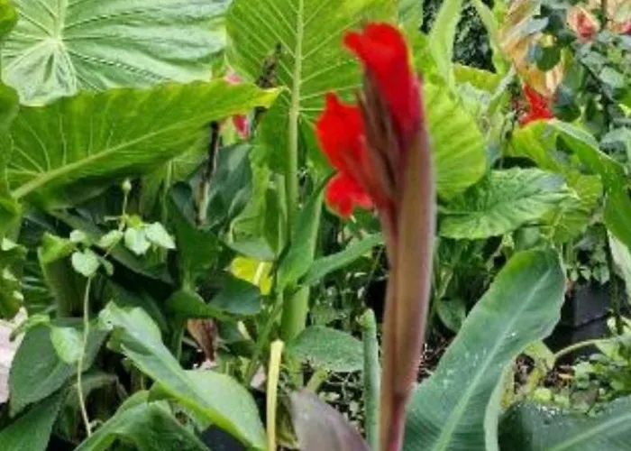 アパート Murko P-1 *