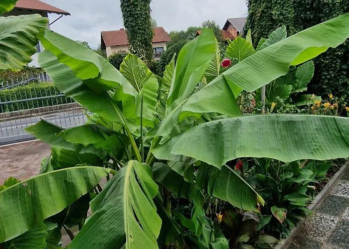 Murko P-1 アパート